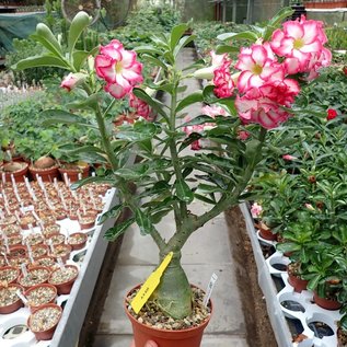 Offer Adenium grafted larger plants