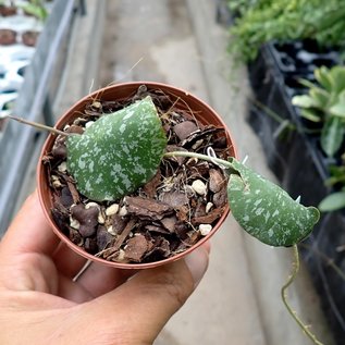 Hoya imbricata