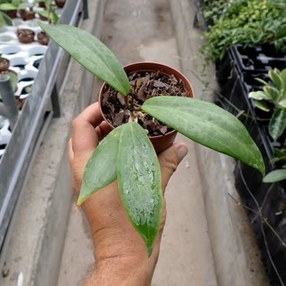 Hoya ilagiorum