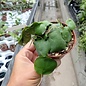 Hoya imbricata  cv. Green Leaves