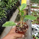 Hoya imperialis  Palawan