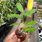 Hoya imperialis  cv. Pink Flower