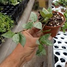 Hoya lacunosa  Splash Leaves