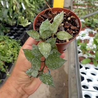 Hoya lacunosa  cv. Eskimo