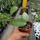 Hoya latifolia