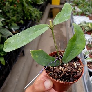 Hoya lobbii  cv. Dark Black Flower