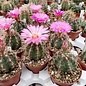 Thelocactus bicolor