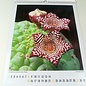 Cacti and other succulents Calendar 2023