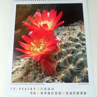 Cacti and other succulents Calendar 2023