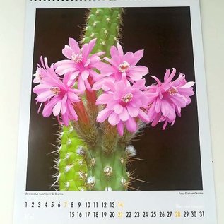 Cactus et autres succulentes Calendrier 2023