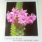 Cacti and other succulents Calendar 2023