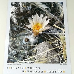 Cactus et autres succulentes Calendrier 2023