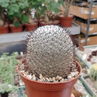 Mammillaria meissneri