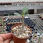 Adenium obesum   mit jahreszeitlich bedingtem Rückschnitt, with cutback