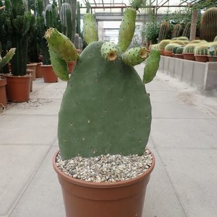 Opuntia ficus-indica XL