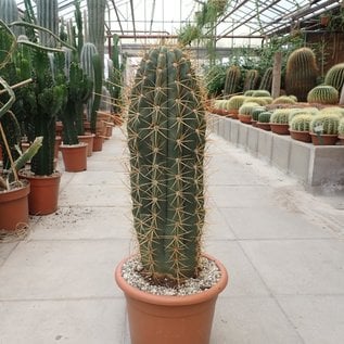 Trichocereus terscheckii XL