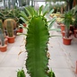 Euphorbia erythraea XL