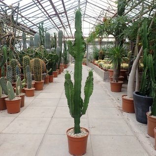 Euphorbia erythraea XL