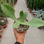 Kalanchoe synsepala