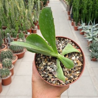 Kalanchoe synsepala