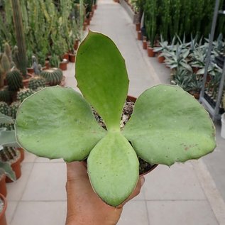 Kalanchoe synsepala