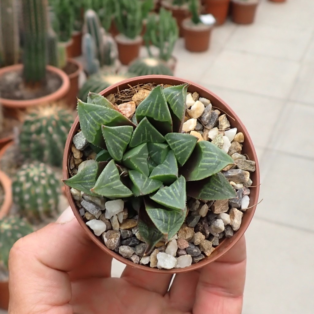 Haworthia retusa v. acuminata - Uhlig Kakteen - Più di 5.000 specie diverse