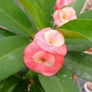 Euphorbia milii Grandiflora-Thai-Hybr. Ashish