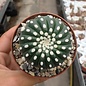 Notocactus uebelmannianus cv. Inermis