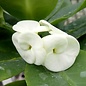 Euphorbia milii Grandiflora-Thai-Hybr.  White Snow