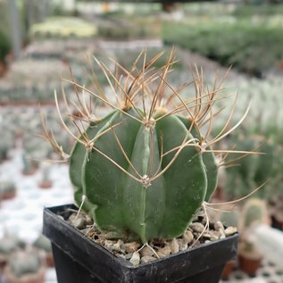 Astrophytum senile v. aureum