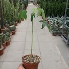 Ceiba speciosa