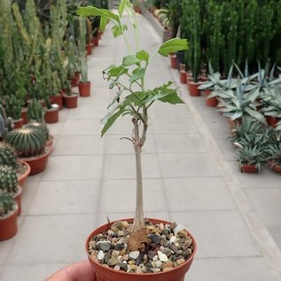 Cyphostemma elephantopus   Tulear, Madagaskar, sehr selten, Blüte grün,