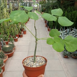 Erythrina melanacantha   Nyambeni