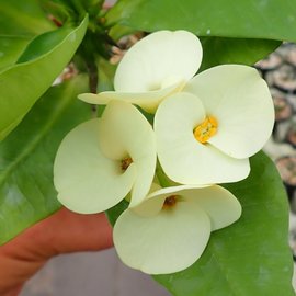 Euphorbia milii-Grandiflora-Thai-Hybr. Big Yellow