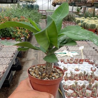 Euphorbia milii Grandiflora-Thai-Hybr. Sab O Rao