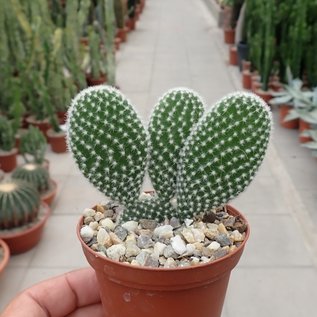 Opuntia microdasys v. albispina