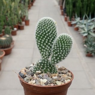 Opuntia microdasys v. albispina