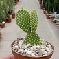 Opuntia microdasys