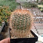 Notocactus schlosseri