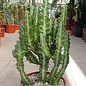 Euphorbia lactea