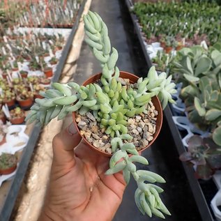 Sedum morganianum