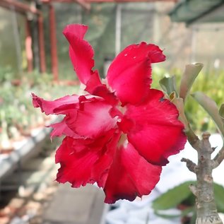 Adenium obesum Red Robin  mit jahreszeitlich bedingtem Rückschnitt, with cutback gepfr.