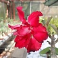 Adenium obesum Red Robin  mit jahreszeitlich bedingtem Rückschnitt, with cutback gepfr.