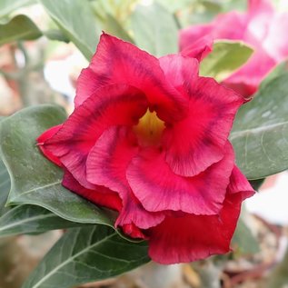 Adenium obesum Red Robin  mit jahreszeitlich bedingtem Rückschnitt, with cutback gepfr.