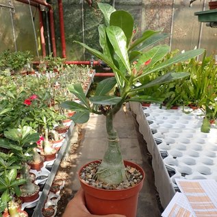 Adenium obesum Red Robin  mit jahreszeitlich bedingtem Rückschnitt, with cutback gepfr.