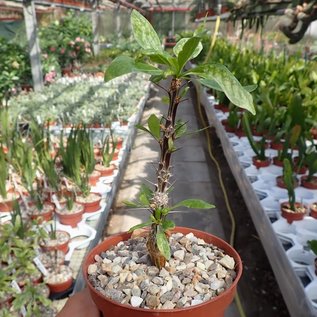 Fouquieria macdougalii   Sonora, Mexico