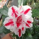 Adenium obesum New Tiger BKK1  gepfr.