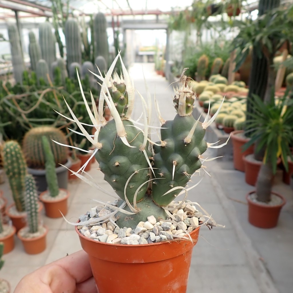 Tephrocactus articulatus Uhlig Kakteen Über 5000 verschiedene Arten