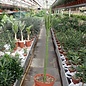 Euphorbia attastoma