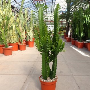 Euphorbia acrurensis